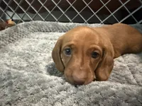 Copper Dew, a male Miniature Dachshund for sale in Sherman, TX – 5 of 6