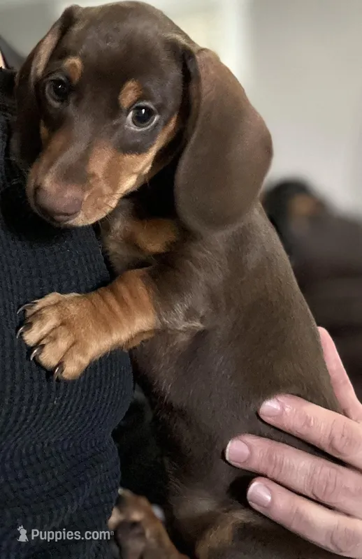 Twix – Miniature Dachshund puppy for sale in Sherman, TX