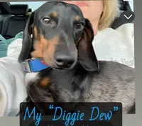 Twix, a male Miniature Dachshund for sale in Sherman, TX – Photo 4 of 4