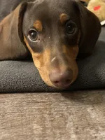 Twix, a male Miniature Dachshund for sale in Sherman, TX – Photo 3 of 4