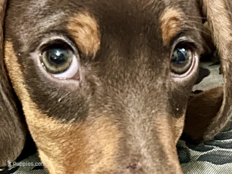 Twix – Miniature Dachshund puppy for sale in Sherman, TX