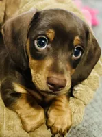 Twix, a male Miniature Dachshund for sale in Sherman, TX – Photo 2 of 3