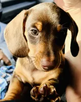 Twix, a male Miniature Dachshund for sale in Sherman, TX – Photo 3 of 3