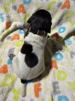 Brown, a male German Shorthaired Pointer for sale in Jackson, GA – 2 of 4