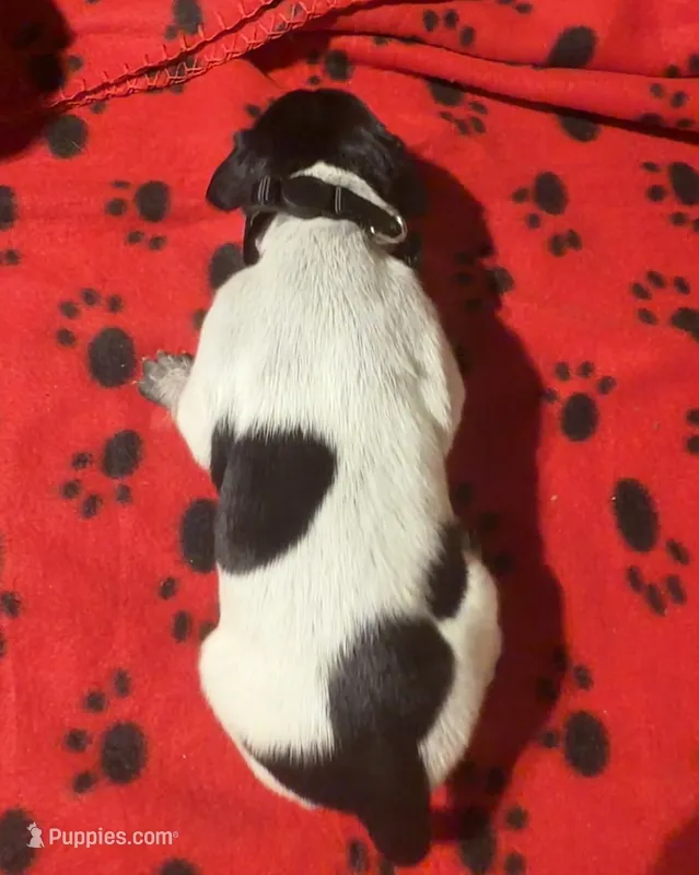 Black – German Shorthaired Pointer puppy for sale in Jackson, GA