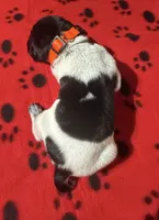 Orange, a male German Shorthaired Pointer for sale in Jackson, GA – 2 of 2