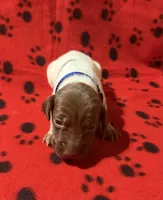 Blue, a male German Shorthaired Pointer for sale in Jackson, GA – 1 of 2
