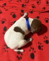 Blue, a male German Shorthaired Pointer for sale in Jackson, GA – 2 of 2