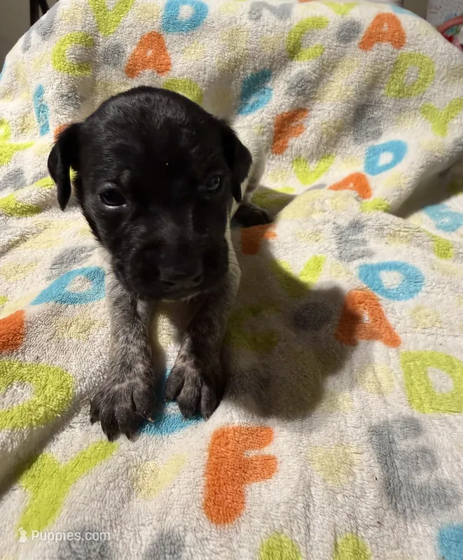 Orange – German Shorthaired Pointer puppy for sale in Jackson, GA