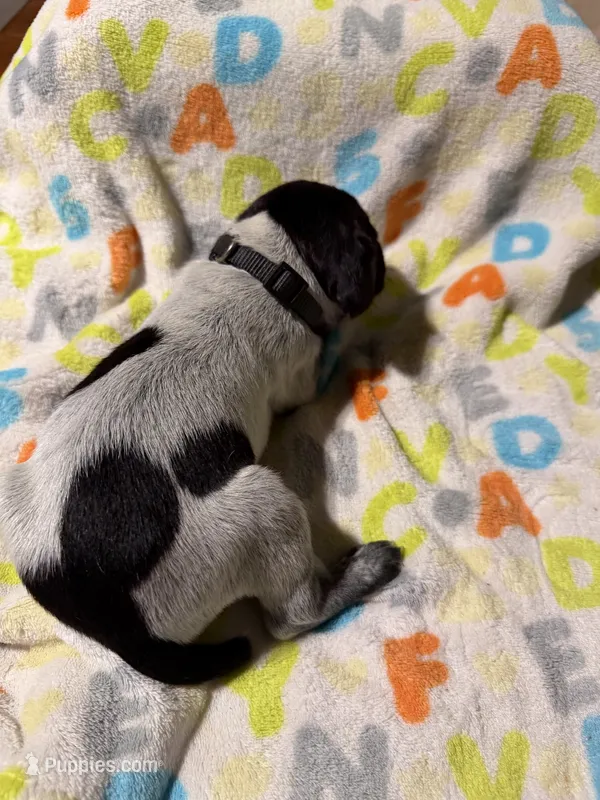 Black – German Shorthaired Pointer puppy for sale in Jackson, GA