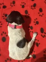 Pink, a female German Shorthaired Pointer for sale in Jackson, GA – 2 of 2