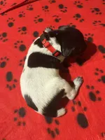 Red, a male German Shorthaired Pointer for sale in Jackson, GA – 2 of 2