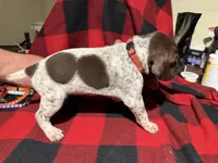Pink, a female German Shorthaired Pointer for sale in Jackson, GA – Photo 2 of 2