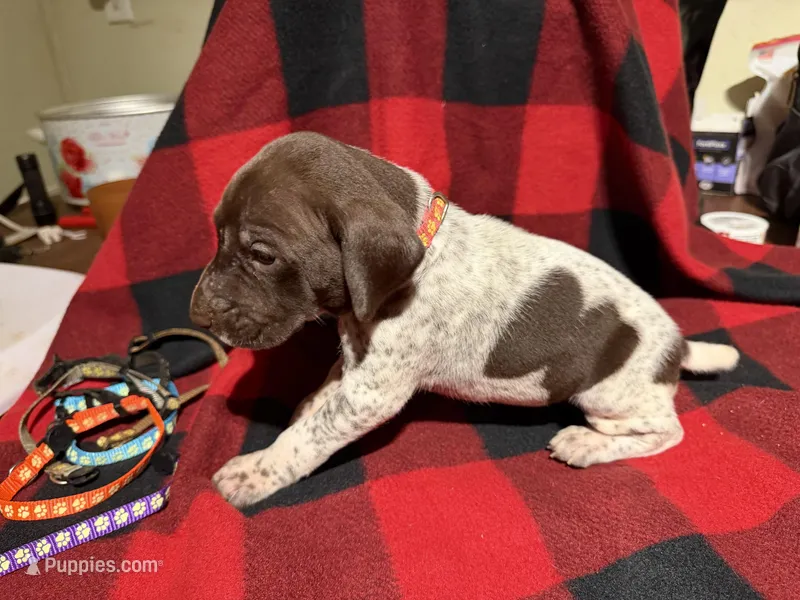 Pink, a female German Shorthaired Pointer for sale in Jackson, GA – Photo 1 of 2