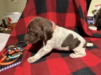Pink, a female German Shorthaired Pointer for sale in Jackson, GA – Photo 1 of 2