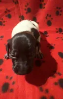 Brown, a male German Shorthaired Pointer for sale in Jackson, GA – 2 of 2