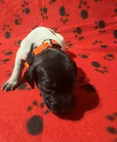 Orange, a male German Shorthaired Pointer for sale in Jackson, GA – 1 of 2
