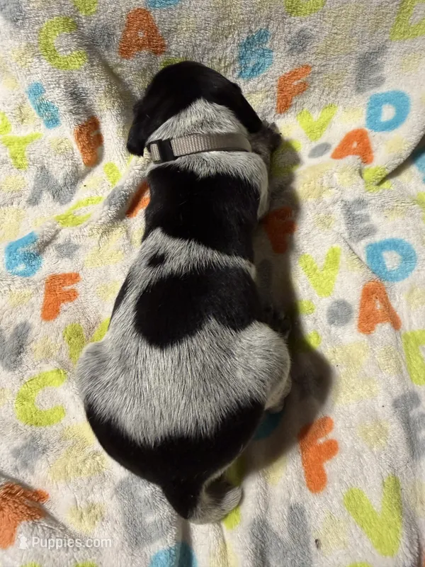 Grey – German Shorthaired Pointer puppy on hold in Jackson, GA