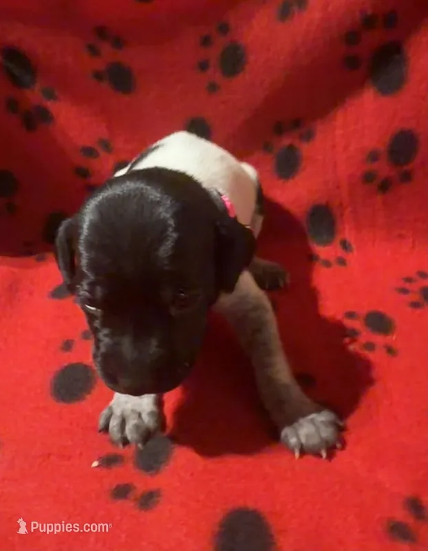 Pink – German Shorthaired Pointer puppy for sale in Jackson, GA
