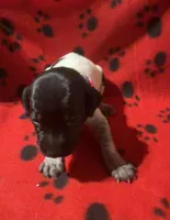 Pink, a female German Shorthaired Pointer for sale in Jackson, GA – 1 of 2