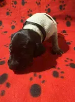 Black, a male German Shorthaired Pointer for sale in Jackson, GA – 2 of 2