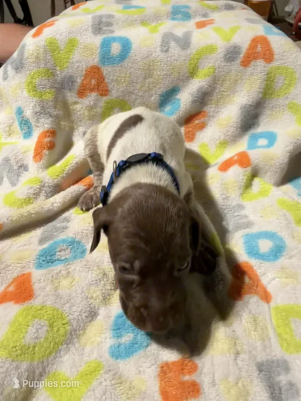 Blue – German Shorthaired Pointer puppy for sale in Jackson, GA
