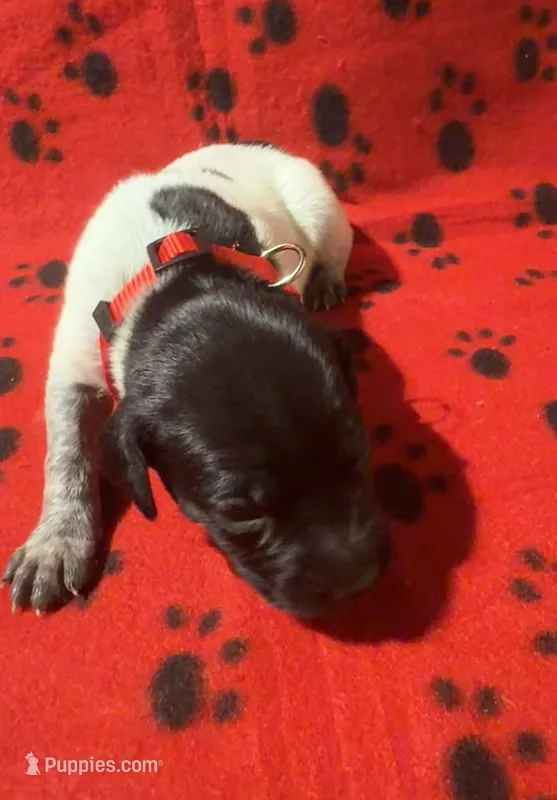 Red – German Shorthaired Pointer puppy for sale in Jackson, GA