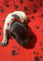 Red, a male German Shorthaired Pointer for sale in Jackson, GA – 1 of 2