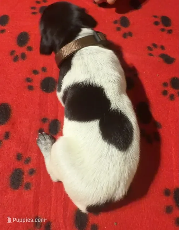 Brown – German Shorthaired Pointer puppy for sale in Jackson, GA