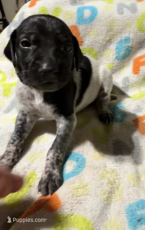 Brown – German Shorthaired Pointer puppy for sale in Jackson, GA