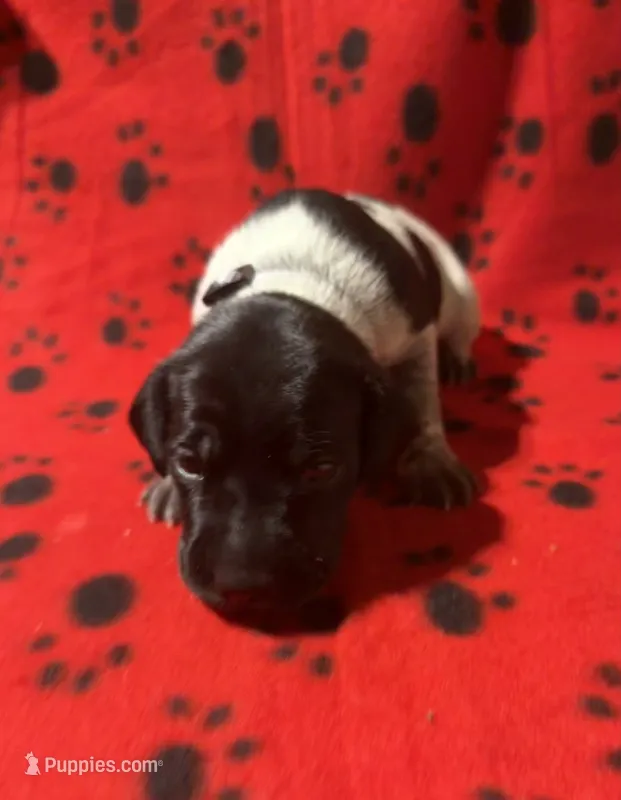 Grey – German Shorthaired Pointer puppy for sale in Jackson, GA