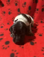 Grey, a male German Shorthaired Pointer for sale in Jackson, GA – 1 of 2