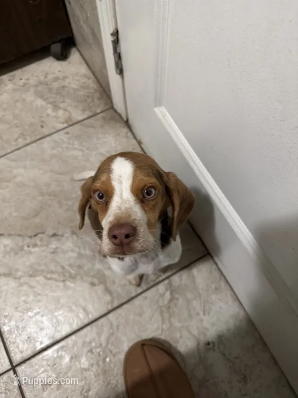 Choco – Beagle puppy for sale in Dinuba, CA