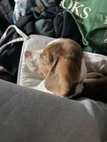 Choco, a male Beagle for sale in Dinuba, CA – 2 of 2