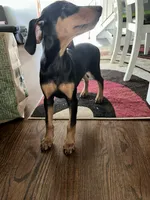 Yellow Collar , a female Doberman Pinscher for sale in Oak Forest, IL – 4 of 5