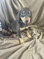 Blue  Collar, a female Doberman Pinscher for sale in Oak Forest, IL – 2 of 4