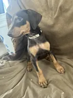 Tan Collar, a female Doberman Pinscher for sale in Oak Forest, IL – 2 of 4