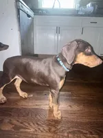 Blue Collar , a female Doberman Pinscher for sale in Oak Forest, IL – 2 of 5