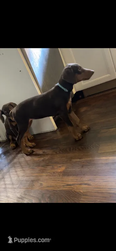 Blue Collar  – Doberman Pinscher puppy for sale in Oak Forest, IL