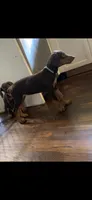 Blue Collar , a female Doberman Pinscher for sale in Oak Forest, IL – 1 of 5