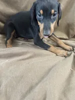 Yellow Collar, a female Doberman Pinscher for sale in Oak Forest, IL – 3 of 4