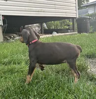Red Collar , a female Doberman Pinscher for sale in Oak Forest, IL – 2 of 4