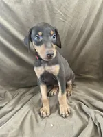 Red Collar , a female Doberman Pinscher for sale in Oak Forest, IL – 2 of 4