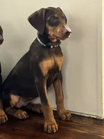 Blue Collar , a female Doberman Pinscher for sale in Oak Forest, IL – 4 of 5