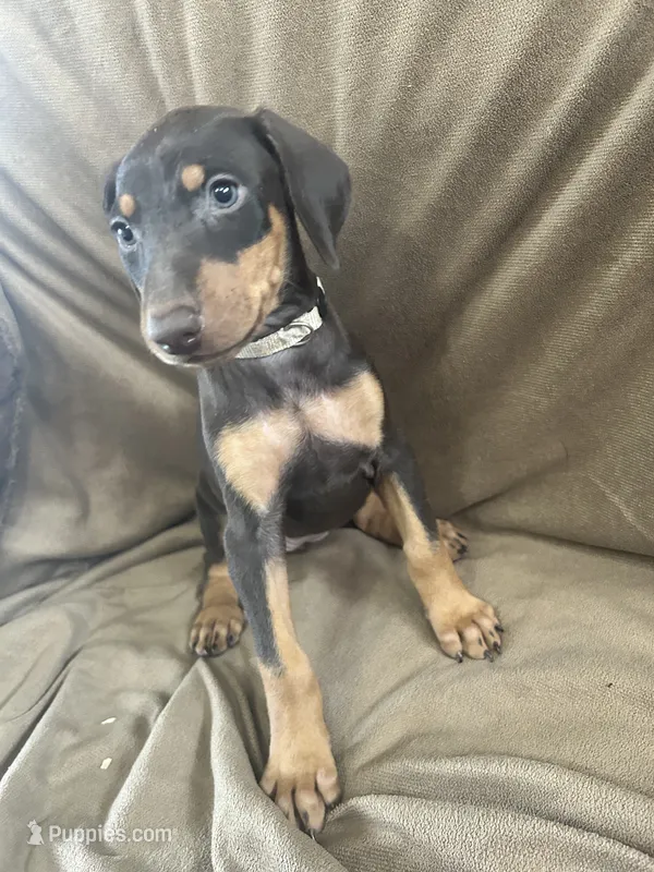 Tan Collar – Doberman Pinscher puppy for sale in Oak Forest, IL