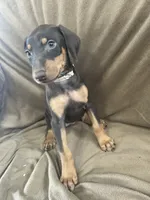 Tan Collar, a female Doberman Pinscher for sale in Oak Forest, IL – 1 of 4