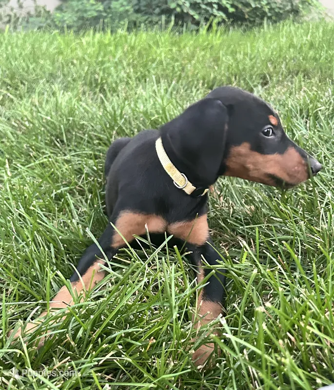 Yellow Collar – Doberman Pinscher puppy for sale in Oak Forest, IL