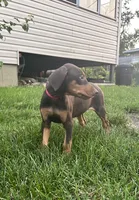 Red Collar, a female Doberman Pinscher for sale in Oak Forest, IL – 2 of 4