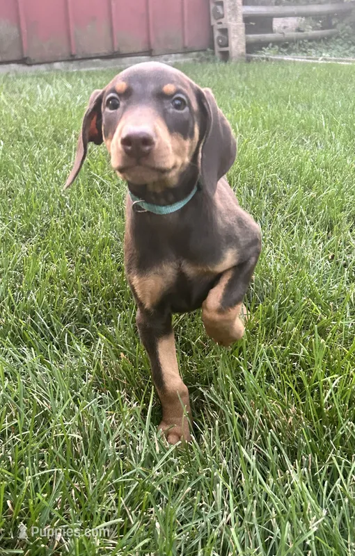 Blue Collar  – Doberman Pinscher puppy for sale in Oak Forest, IL