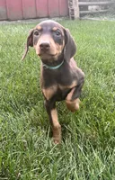 Blue Collar , a female Doberman Pinscher for sale in Oak Forest, IL – 1 of 3